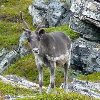 Rentier nahe Hammerfest